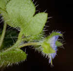 Ivyleaf speedwell